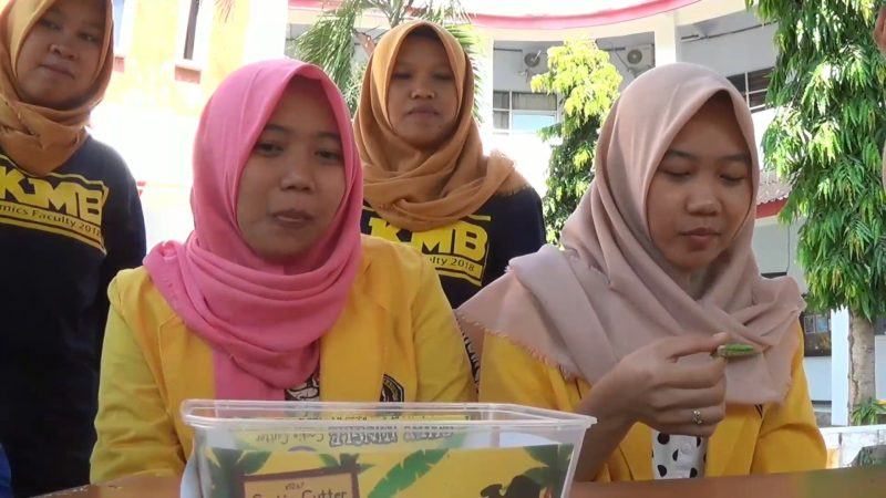 Mahasiswi Universitas Kadiri, Kediri-Jatim, demo pembuatan kukis berbahan dasar daun beluntas (ist)