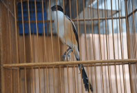 Cendet Madura, burung petarung dengan ciri fisik ramping dan ekor lebih panjang.