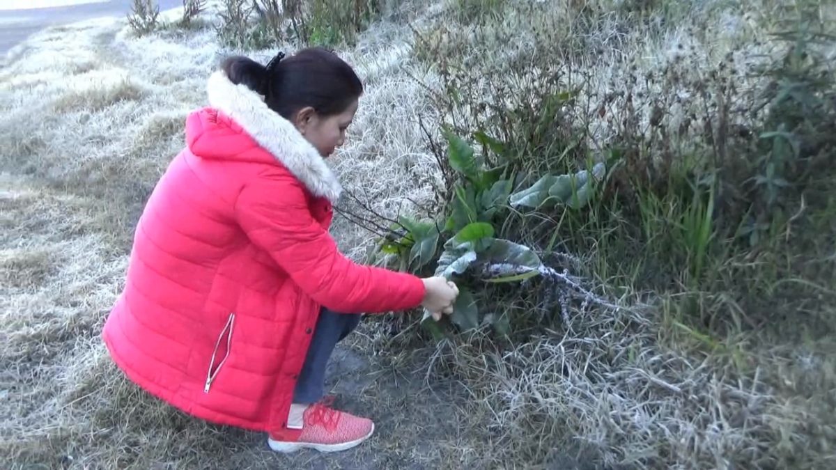 Fenomena Frozen di Gunung Bromo, Probolinggo, Jawa Timur. (istimewa)