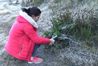 Fenomena Frozen di Gunung Bromo, Probolinggo, Jawa Timur. (istimewa)