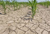 Kekeringan Ancam 64 Desa di Sampang