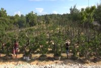 Warga merawat bonsai Cemara Udang di Desa Lombang, Kecamatan Batang-Batang, Kabupaten Sumenep, Jawa Timur, Sabtu (29/06/2019). (istimewa)