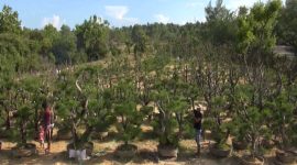Warga merawat bonsai Cemara Udang di Desa Lombang, Kecamatan Batang-Batang, Kabupaten Sumenep, Jawa Timur, Sabtu (29/06/2019). (istimewa)