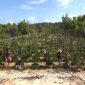 Warga merawat bonsai Cemara Udang di Desa Lombang, Kecamatan Batang-Batang, Kabupaten Sumenep, Jawa Timur, Sabtu (29/06/2019). (istimewa)