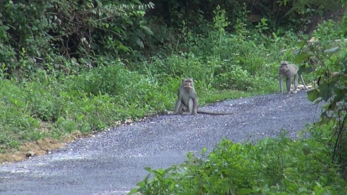 Monyet ekor panjang turun dari Bukit Basoka, Kecamatan Rubaru, Sumenep, Jawa Timur, Jumat (28/06/2019). Musim kemarau membuat persediaan makanan monyet di habitatnya menipis. (istimewa)