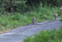 Monyet ekor panjang turun dari Bukit Basoka, Kecamatan Rubaru, Sumenep, Jawa Timur, Jumat (28/06/2019). Musim kemarau membuat persediaan makanan monyet di habitatnya menipis. (istimewa)