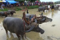Kerapan Kerbau, tradisi petani Pulau Kangean, Kabupaten Sumenep, Jawa Timur. (Budi/ SJ foto/dok.)