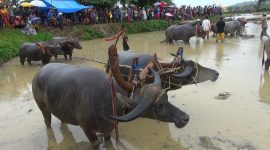 Kerapan Kerbau, tradisi petani Pulau Kangean, Kabupaten Sumenep, Jawa Timur. (Budi/ SJ foto/dok.)