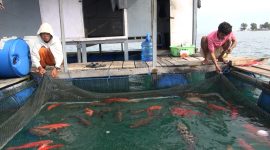 "Manusia Keramba Apung", sedang memantau kesehatan ikan yang dibudayakan, di Pantai Pulau Sitabok, Sabtu, 06/07/2019. (Budi/ SJ foto)