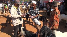Jual beli kambing di Pasar Hewan Pamolokan, Kota Sumenep, Jawa Timur, Kamis, 25/07/2019. (Budi/ SJ foto)