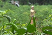Petani merawat tanaman cabe di Desa Matanair, Kecamatan Rubaru, Kabupaten Sumenep, Jawa Timur, Selasa 16/07/2019. (Budi/ SJ foto)