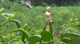 Petani merawat tanaman cabe di Desa Matanair, Kecamatan Rubaru, Kabupaten Sumenep, Jawa Timur, Selasa 16/07/2019. (Budi/ SJ foto)