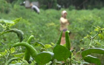Stok Minim, Harga Cabe Rawit Melejit Stok Minim, Harga Cabe Rawit Melejit