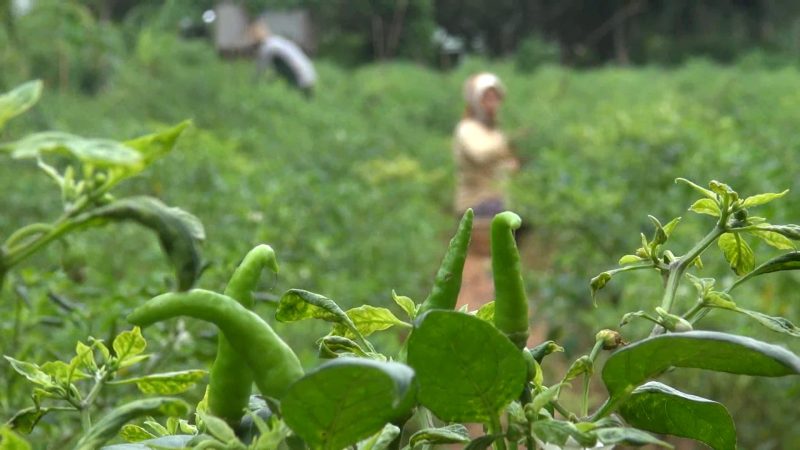 Petani merawat tanaman cabe di Desa Matanair, Kecamatan Rubaru, Kabupaten Sumenep, Jawa Timur, Selasa 16/07/2019. (Budi/ SJ foto)