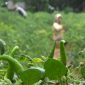 Petani merawat tanaman cabe di Desa Matanair, Kecamatan Rubaru, Kabupaten Sumenep, Jawa Timur, Selasa 16/07/2019. (Budi/ SJ foto)