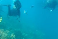 Pemantauan kondisi bawah laut Pulau Gililabak, Kabupaten Sumenep, Jawa Timur, dilakukan secara berkala oleh tim aktivis lingkungan hidup. Kegiatan ini dilakukan untuk menjaga kelestarian lokasi wisata unggulan Jawa Timur tersebut. (Budi/ SJ foto)