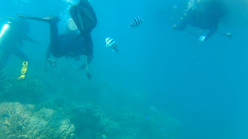 Pemantauan kondisi bawah laut Pulau Gililabak, Kabupaten Sumenep, Jawa Timur, dilakukan secara berkala oleh tim aktivis lingkungan hidup. Kegiatan ini dilakukan untuk menjaga kelestarian lokasi wisata unggulan Jawa Timur tersebut. (Budi/ SJ foto)