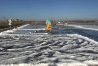 Petani memanen garam, di lahan pegaraman Desa Kertasada, Kecamatan Kalianget, Kabupaten Sumenep, Jawa Timur. (Budi/SJ foto/dok)