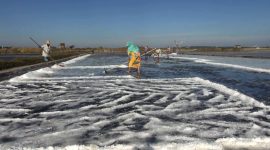 Petani memanen garam, di lahan pegaraman Desa Kertasada, Kecamatan Kalianget, Kabupaten Sumenep, Jawa Timur. (Budi/SJ foto/dok)