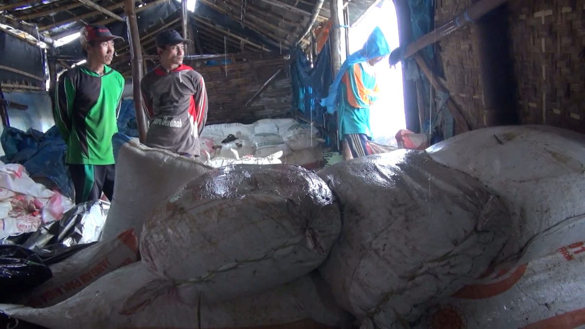 Petani Garam di Kecamatan Kalianget, Kabupaten Sumenep, Jawa Timur, mengamankan karung garam ke gudang khusus saat hujan deras mengguyur, Kamis 04/07/2019. (Budi/ SJ foto)