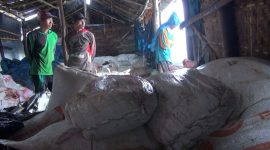 Petani Garam di Kecamatan Kalianget, Kabupaten Sumenep, Jawa Timur, mengamankan karung garam ke gudang khusus saat hujan deras mengguyur, Kamis 04/07/2019. (Budi/ SJ foto)