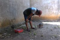 Seorang perawat satwa memantau kandang Thylogale Brunii atau Kanguru Tanah, di Kebun Binatang Mini, Waterpark Sumekar, Kabupaten Sumenep, Jawa Timur, Kamis 04/07/2019. (Budi/ SJ foto)