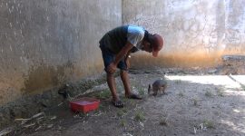 Seorang perawat satwa memantau kandang Thylogale Brunii atau Kanguru Tanah, di Kebun Binatang Mini, Waterpark Sumekar, Kabupaten Sumenep, Jawa Timur, Kamis 04/07/2019. (Budi/ SJ foto)