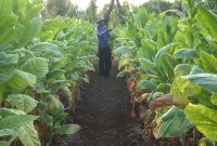 Petani sedang memantau tanaman tembakau di perkebunan Kecamatan Bluto, Kabupaten Sumenep, Jawa Timur. (Budi/ SJ foto/dok.)