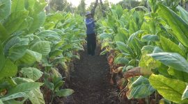 Petani sedang memantau tanaman tembakau di perkebunan Kecamatan Bluto, Kabupaten Sumenep, Jawa Timur. (Budi/ SJ foto/dok.)