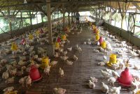 Pekerja memantau kandang peternakan ayam potong, di Desa Kebunagung, Kecamatan Batuan, Kabupaten Sumenep, Jawa Timur, Senin (01/07/2019). (istimewa)