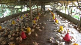 Pekerja memantau kandang peternakan ayam potong, di Desa Kebunagung, Kecamatan Batuan, Kabupaten Sumenep, Jawa Timur, Senin (01/07/2019). (istimewa)