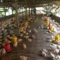 Pekerja memantau kandang peternakan ayam potong, di Desa Kebunagung, Kecamatan Batuan, Kabupaten Sumenep, Jawa Timur, Senin (01/07/2019). (istimewa)