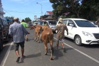 Para pengendara harus mengalah, saat sapi melintas digiring pemiliknya, di Pasar Keppo, Pamekasan, Jawa Timur, Selasa, 02/07/2019. (Budi/ SJ foto)  