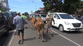 Para pengendara harus mengalah, saat sapi melintas digiring pemiliknya, di Pasar Keppo, Pamekasan, Jawa Timur, Selasa, 02/07/2019. (Budi/ SJ foto)  