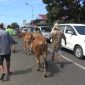 Para pengendara harus mengalah, saat sapi melintas digiring pemiliknya, di Pasar Keppo, Pamekasan, Jawa Timur, Selasa, 02/07/2019. (Budi/ SJ foto)  