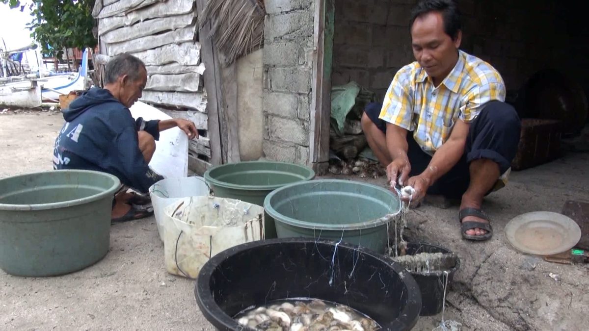 Teripang laut yang dihasilkan nelayan Pulau Sapeken menembus pasar ekspor. Teripang laut diolah sebelum dijual dalam bentuk kering. (Budi/ SJ foto/ dok.)