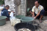 Teripang laut yang dihasilkan nelayan Pulau Sapeken menembus pasar ekspor. Teripang laut diolah sebelum dijual dalam bentuk kering. (Budi/ SJ foto/ dok.)
