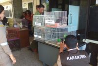 74 burung dilindungi diamankan di kantor Balai Besar Karantina Pertanian (BBKP) Surabaya. (joe/ SJ foto)