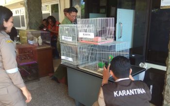 Penyelundupan 74 Burung Dilindungi Digagalkan