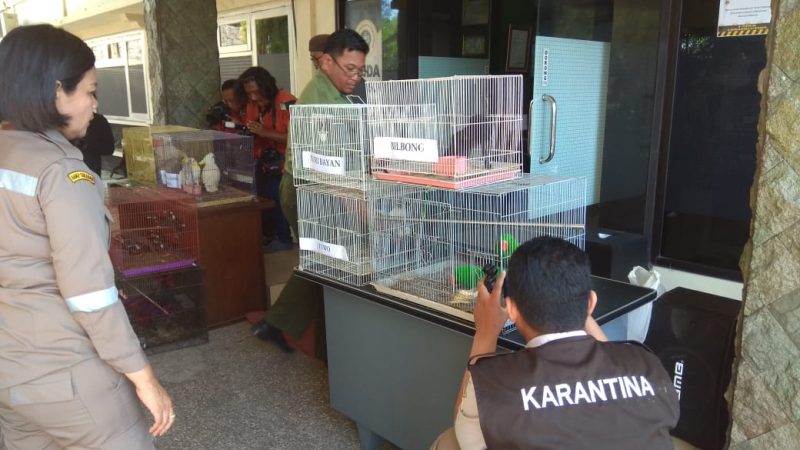 74 burung dilindungi diamankan di kantor Balai Besar Karantina Pertanian (BBKP) Surabaya. (joe/ SJ foto)