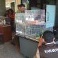 74 burung dilindungi diamankan di kantor Balai Besar Karantina Pertanian (BBKP) Surabaya. (joe/ SJ foto)