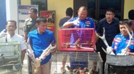 (source: BKSDA Jatim)