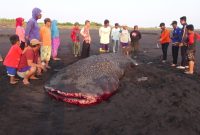 Hiu berukuran 6 meter menjadi tontonan warga. (Mahfud/ SJ foto)