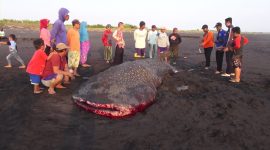 Hiu berukuran 6 meter menjadi tontonan warga. (Mahfud/ SJ foto)