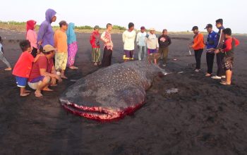 Hiu Raksasa Terdampar di Pantai Selatan Jember