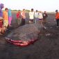 Hiu berukuran 6 meter menjadi tontonan warga. (Mahfud/ SJ foto)
