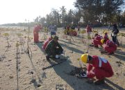 Prajurit TNI AL dan Warga Tanam Mangrove di Pulau Sapeken Prajurit TNI AL dan Warga Tanam Mangrove di Pulau Sapeken