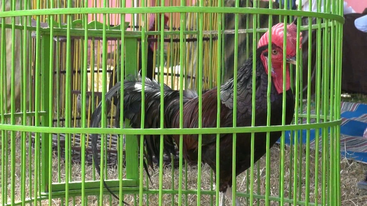 Ayam Bekisar. (Didik/SJ Foto)