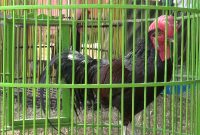 Ayam Bekisar. (Didik/SJ Foto)