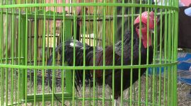 Ayam Bekisar. (Didik/SJ Foto)